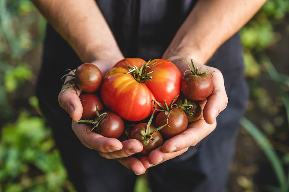 tomatoes for classic soup flavour